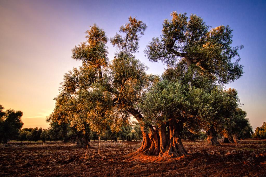 The Olive Tree ~ Italy